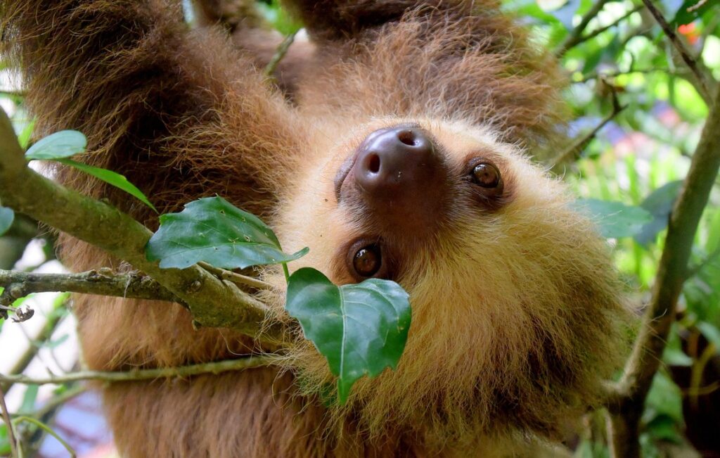 sloth, costa rica, puerto viejo, rainforest, travel, nature, sloth, sloth, sloth, sloth, sloth, costa rica