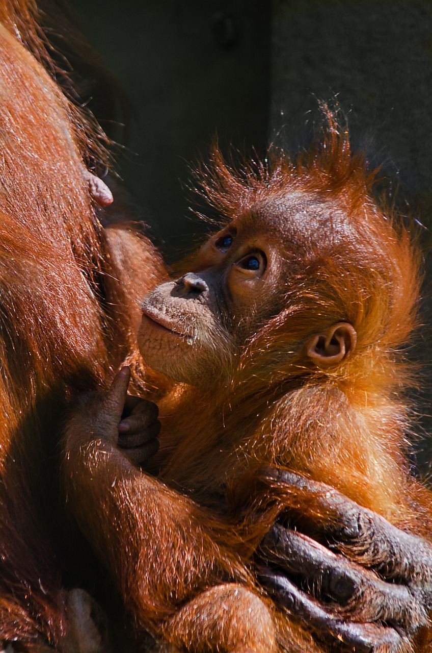 ge67e8f05488ea0337bc9edb430587d5a4b1181046ab4d098ca1798889bd55f60a5529c76332b803575e66ed21ba2cdf9f6673bca3f01a04051b2ed81fe1b9311_1280-4821390 infant, orangutan, ape, borneo, asia, monkey baby, cute, animal, threatened, nature, mamma, chest, endangered, mammal, lovingly, motherly love