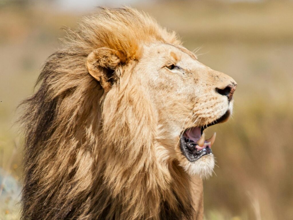 A powerful lion with a majestic mane stands in the African savannah, showcasing its natural habitat.