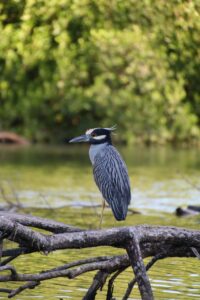 bird, flow, nature, costa rica