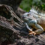 Detailed image of an iguana resting on a log in its natural habitat.