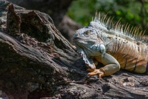 Detailed image of an iguana resting on a log in its natural habitat.