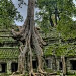 Majestic roots entwine the ancient Ta Prohm temple, a UNESCO World Heritage site in Cambodia.