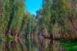 xochimilco, channels, cdmx, water, trees, trajinera, channel, wetland, nature, xochimilco, xochimilco, xochimilco, xochimilco, xochimilco