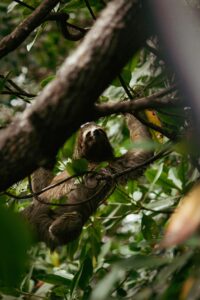 A sloth hanging from a tree in the lush rainforest of Bocas del Toro, Panama.